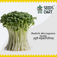 Radish Golden Microgreen Seeds — microgreens sprouting | Grow indoors India | SeedsCart