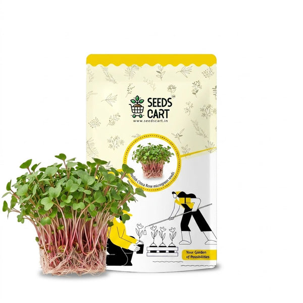 Radish China Rose Microgreen Seeds