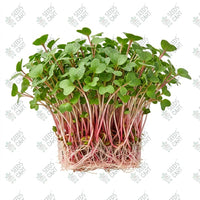 Radish China Rose Microgreen Seeds