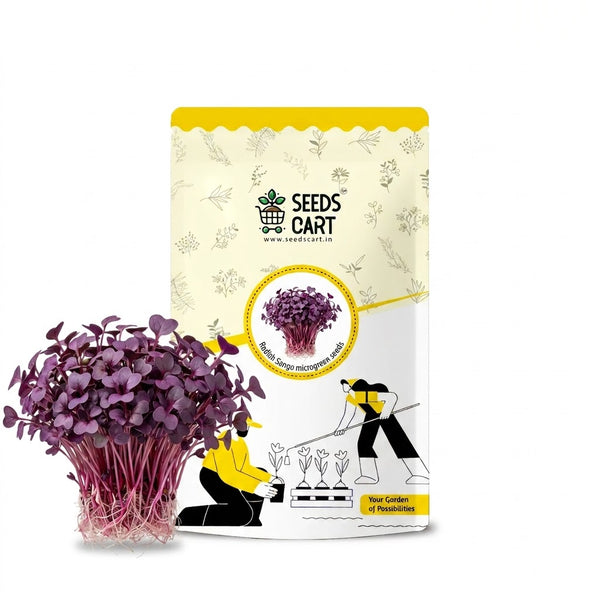 Radish Sango (Purple Leaves) Microgreen Seeds