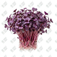 Radish Sango (Purple Leaves) Microgreen Seeds