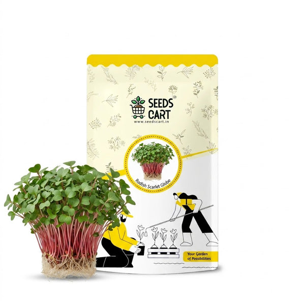 Radish Scarlet Globe Microgreen Seeds