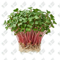 Radish Scarlet Globe Microgreen Seeds