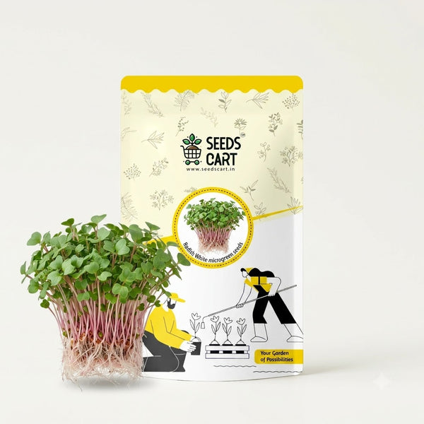 Radish White Microgreen Seeds