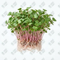 Radish White Microgreen Seeds