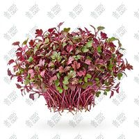 Radish Silk Red / Full Red Microgreen Seeds