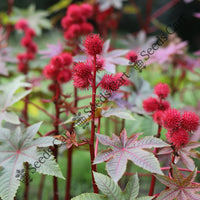 Castor Oil Plant — plant growing in garden | Non-GMO vegetable seeds | SeedsCart