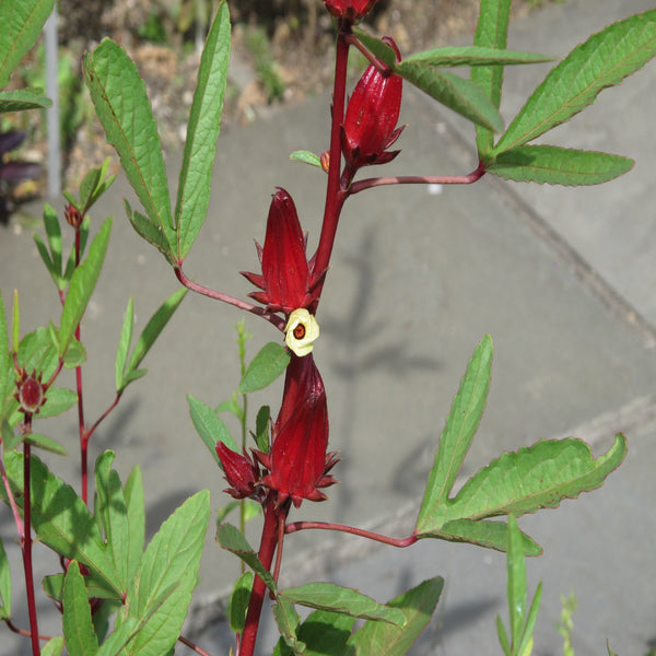 Hibiscus sabdariffa Seeds (Roselle)