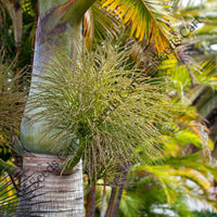 Royal Palm — mature tree | Forestry and reforestation seeds | SeedsCart