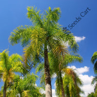 Royal Palm — seed packet | Buy tree seeds online India | SeedsCart