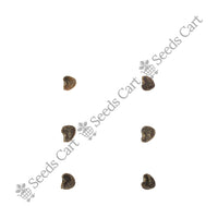 Rosemary Seeds — harvest ready plant | Grow at home India | SeedsCart