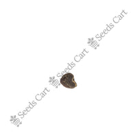 Rosemary Seeds — seeds close-up | High germination rate | SeedsCart