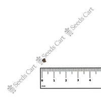 Rosemary Seeds — growing seedlings | ISF certified seeds | SeedsCart