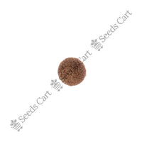 Sandalwood Seeds — mature plant in pot | Kitchen garden seeds | SeedsCart
