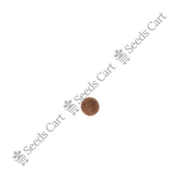 Sandalwood Seeds — seeds close-up | High germination rate | SeedsCart