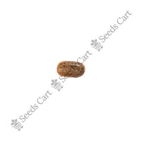 Yellow Pea Bush Seeds — mature plant in pot | Kitchen garden seeds | SeedsCart