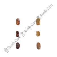 Yellow Pea Bush Seeds — harvest ready plant | Grow at home India | SeedsCart