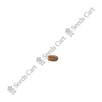 Yellow Pea Bush Seeds — seeds close-up | High germination rate | SeedsCart