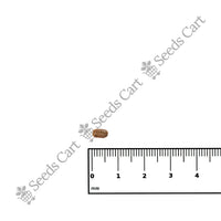 Yellow Pea Bush Seeds — growing seedlings | ISF certified seeds | SeedsCart