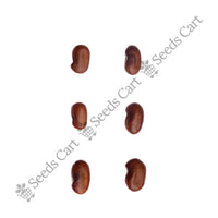 Hummingbird Tree — tree seeds | Agroforestry seeds India | SeedsCart