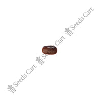 Egyptian Pea Seeds — plant growing in garden | Non-GMO vegetable seeds | SeedsCart