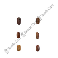 Egyptian Pea Seeds — seeds close-up | High germination rate | SeedsCart