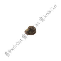 Common Wireweed Seeds — mature plant in pot | Kitchen garden seeds | SeedsCart