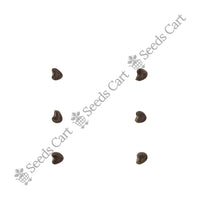 Common Wireweed Seeds — harvest ready plant | Grow at home India | SeedsCart