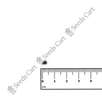 Common Wireweed Seeds — growing seedlings | ISF certified seeds | SeedsCart