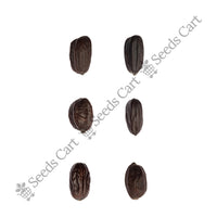 Jojoba Seeds — harvest ready plant | Grow at home India | SeedsCart