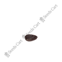 Jojoba Seeds — seeds close-up | High germination rate | SeedsCart