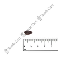 Jojoba Seeds — growing seedlings | ISF certified seeds | SeedsCart