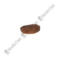 West Indian Mahogany Seeds — seeds close-up | High germination rate | SeedsCart