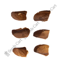 West Indian Mahogany Seeds — harvest ready plant | Grow at home India | SeedsCart