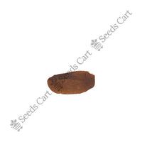 West Indian Mahogany Seeds — mature plant in pot | Kitchen garden seeds | SeedsCart