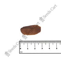 West Indian Mahogany Seeds — growing seedlings | ISF certified seeds | SeedsCart