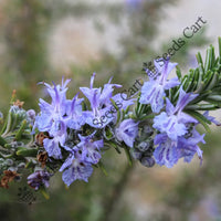 Rosemary Seeds — plant growing in garden | Non-GMO vegetable seeds | SeedsCart
