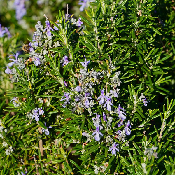Rosemary Seeds — seed packet | Buy vegetable seeds online India | SeedsCart