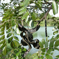 Samanea saman