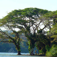 Samanea saman