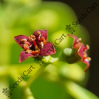 Sandalwood Seeds — plant growing in garden | Non-GMO vegetable seeds | SeedsCart