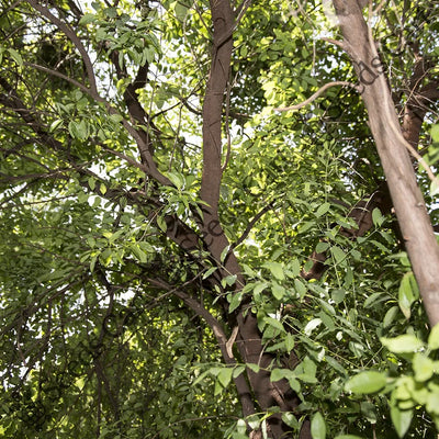 Sandalwood Seeds (Santalum album)