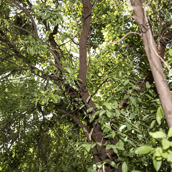 Sandalwood Seeds — seed packet | Buy vegetable seeds online India | SeedsCart