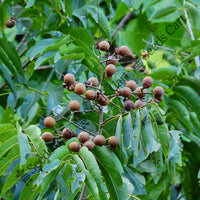 Reetha Seeds — plant growing in garden | Non-GMO vegetable seeds | SeedsCart