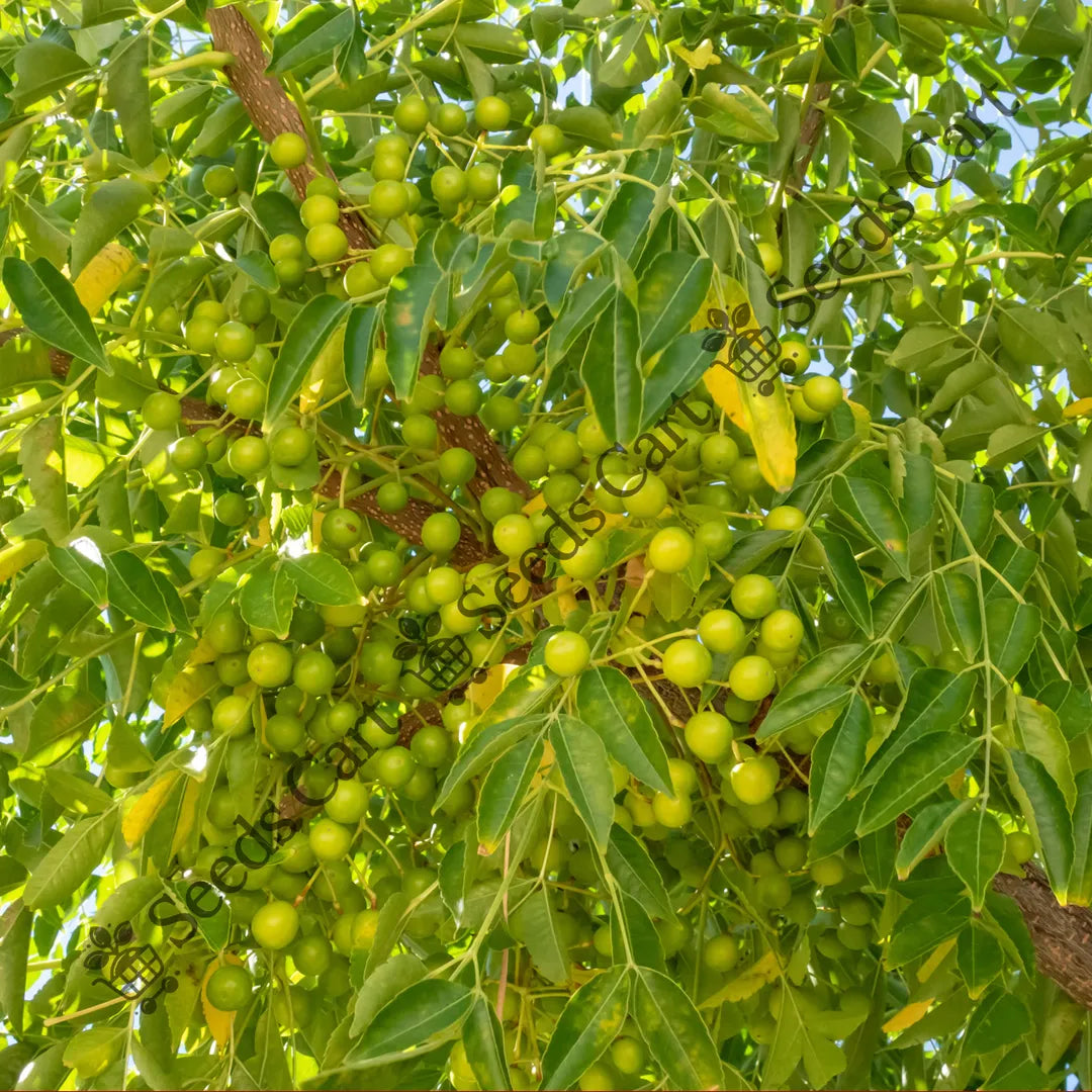 Eetha Tree Reetha Seeds (Sapindus detergens) — Non-GMO Seeds | SeedsCart