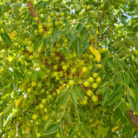 Reetha Seeds — seed packet | Buy vegetable seeds online India | SeedsCart