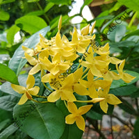 Ashoka Tree — mature tree | Forestry and reforestation seeds | SeedsCart