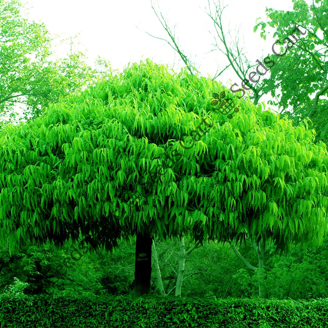 Ashoka Tree — seed packet | Buy tree seeds online India | SeedsCart