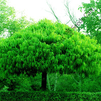 Ashoka Tree — seed packet | Buy tree seeds online India | SeedsCart