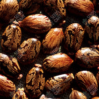 Castor Oil Plant (Ricinus communis)